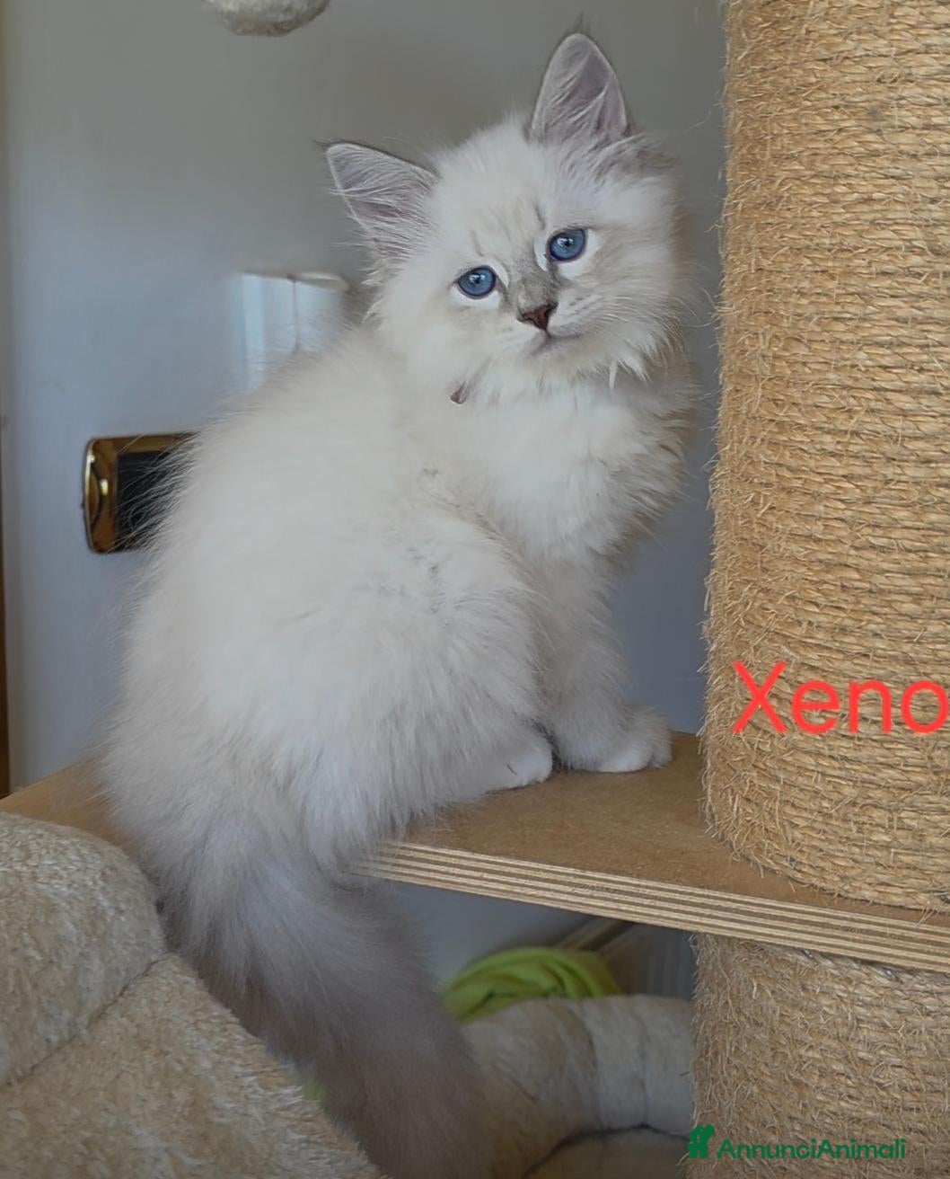 Siberiano gatti Cuccioli di gatto siberiano neva masquerade - Annuncio 20