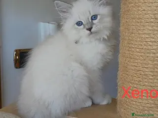 Siberiano gatti Cuccioli di gatto siberiano neva masquerade - Annuncio 20