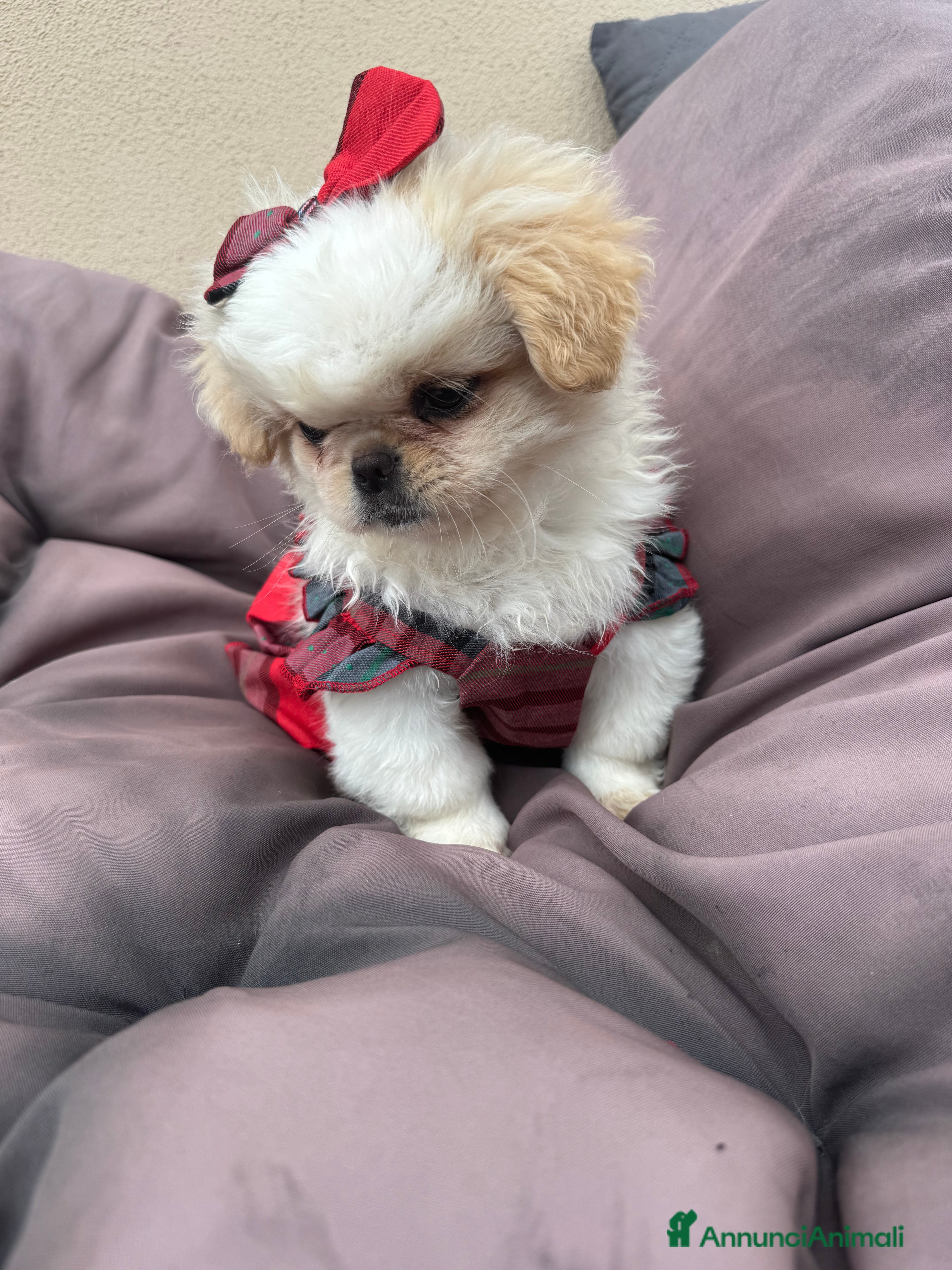 Pechinese cani Cuccioli pechinese  - Annuncio 2