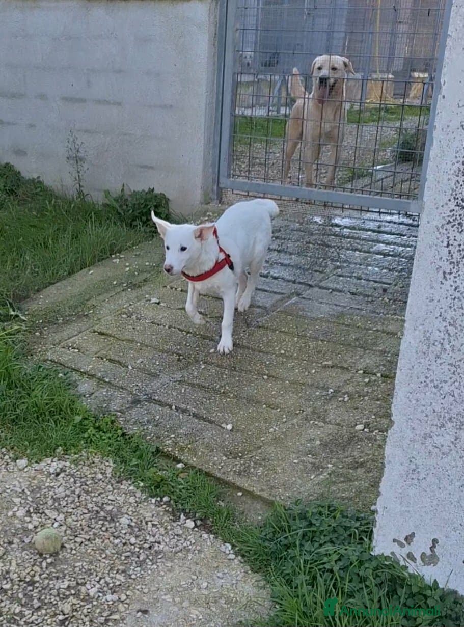 Meticcio cani Cucciolo mix labrador in adozione  - Annuncio 4