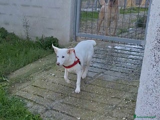 Meticcio cani Cucciolo mix labrador in adozione - Annuncio 2