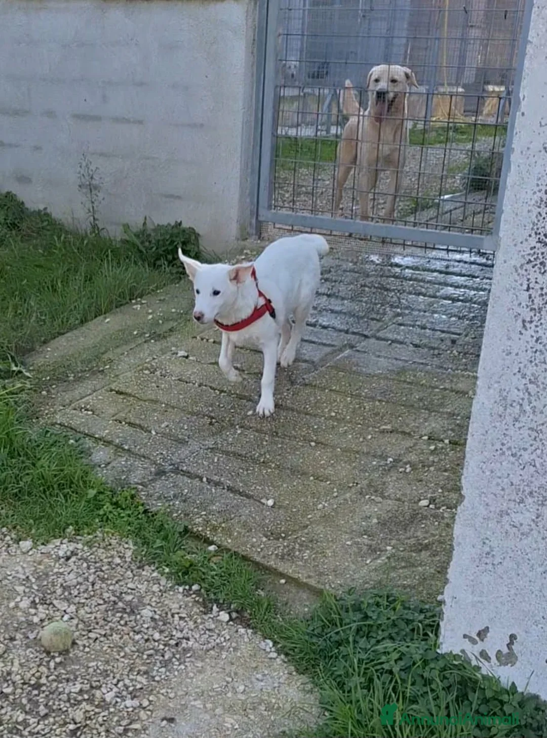 Meticcio cani in regalo: Stupendo Erik mix pastore svizzero in adozione  - Annuncio 1
