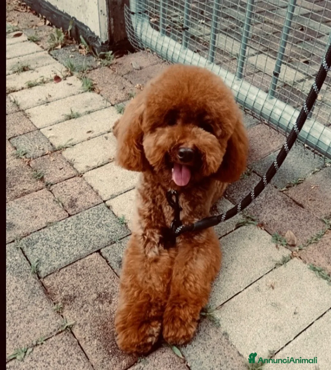 Barboncino cani per accoppiamento: Barboncino Red per monta  a Provincia di Treviso - Annuncio 2
