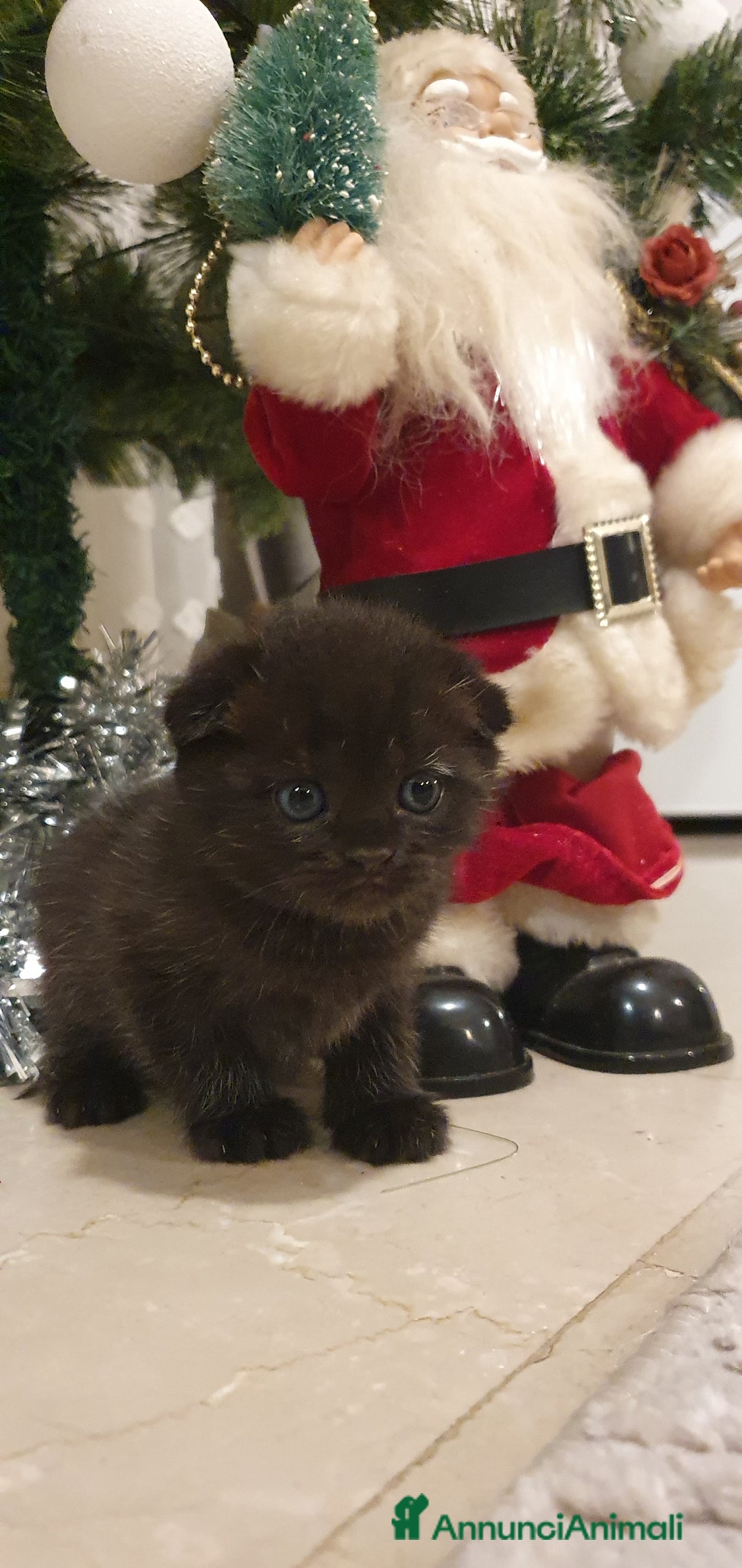 British gatti in vendita: Bellissimi cuccioli  - Annuncio 3
