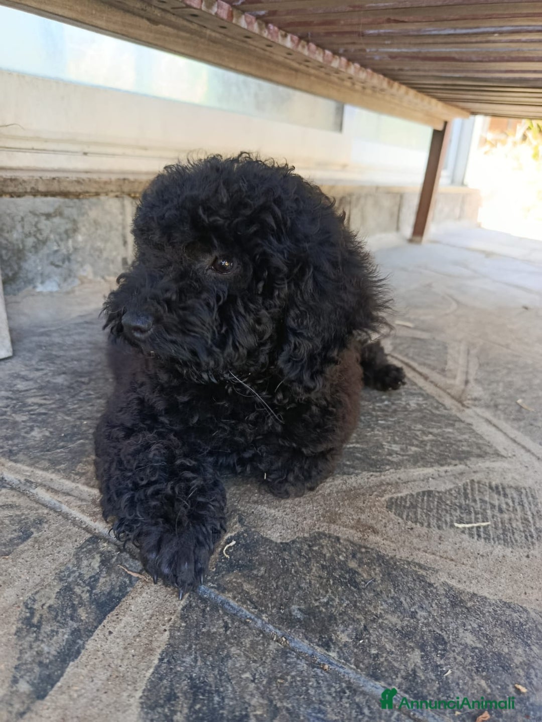 Barboncino cani in vendita: Barboncini cuccioli a Provincia di Pavia - Immagine 7