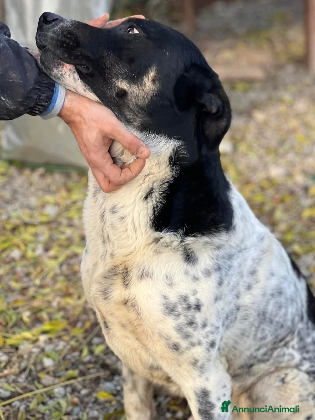 Meticcio cani in regalo: Oliver un carattere meraviglioso a Città Metropolitana di Milano - Annuncio 2