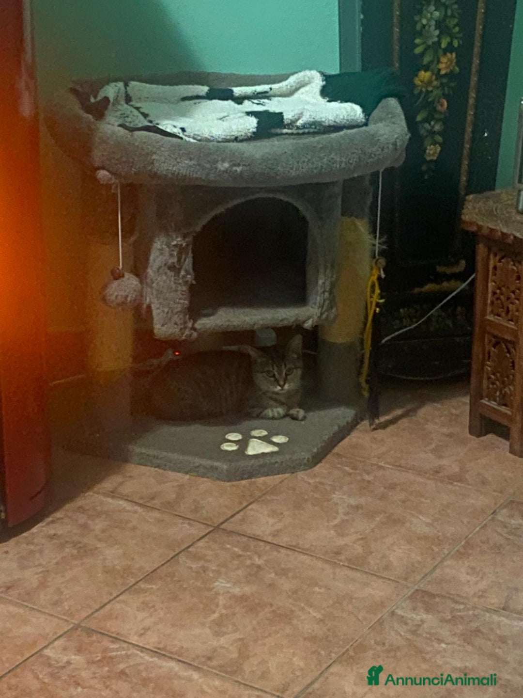 Europeo gatti in regalo: Tigratina dolce  - Annuncio 2