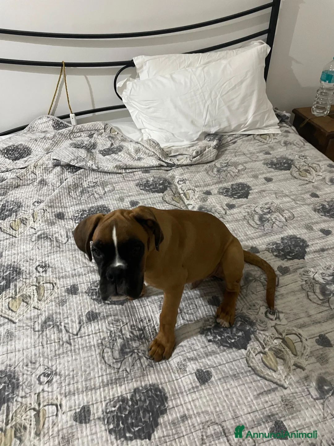 Boxer cani in regalo: Cucciolo di boxer in adozione  a Città Metropolitana di Napoli - Annuncio 1