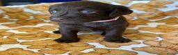 Labrador cani in vendita: Cuccioli Labrador Retriever - Annuncio 7