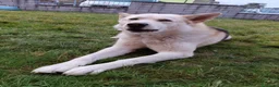Meticcio cani in regalo: CERCA UNA NUOVA FAMIGLIA  a Ente di decentramento regionale di Udine - Annuncio 5