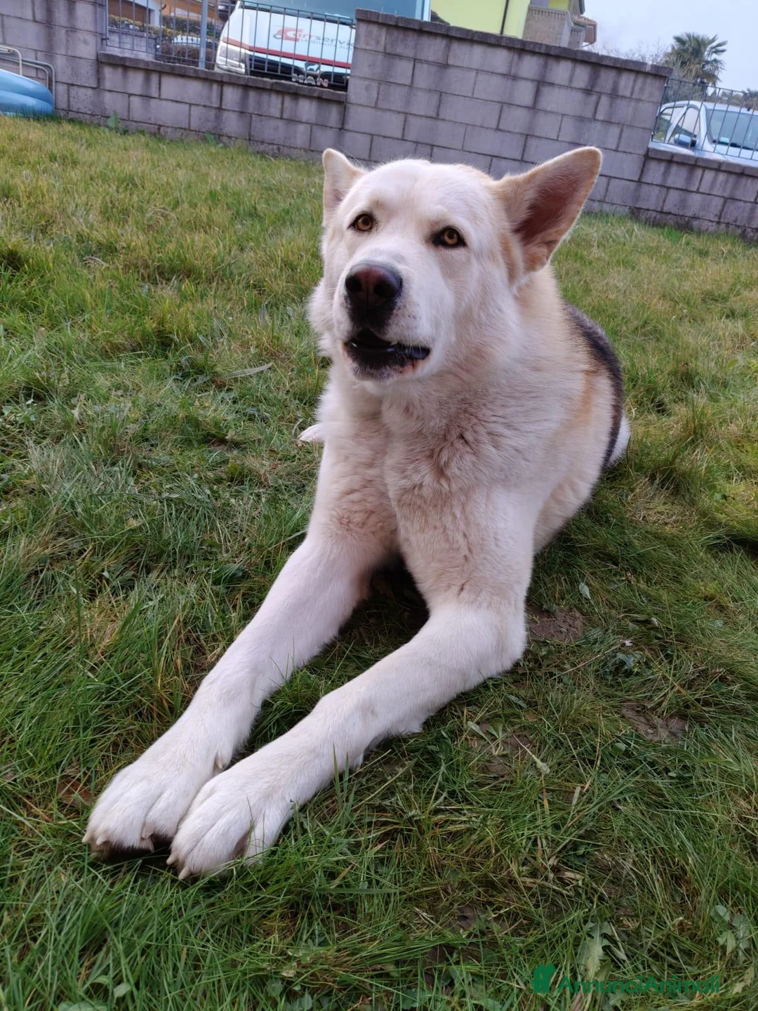 Meticcio cani in regalo: CERCA UNA NUOVA FAMIGLIA  a Ente di decentramento regionale di Udine - Annuncio 5
