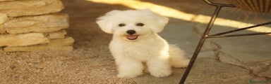 Bichon Cucciolo 1