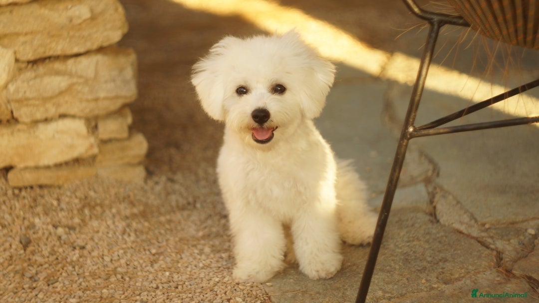 Bichon cani in vendita: Un Amore cresciuto con dedizione totale a Provincia del Sud Sardegna - Annuncio 6