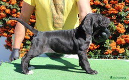 Cane Corso cani in vendita: Cuccioli di cane corso selezionati  - Immagine 5