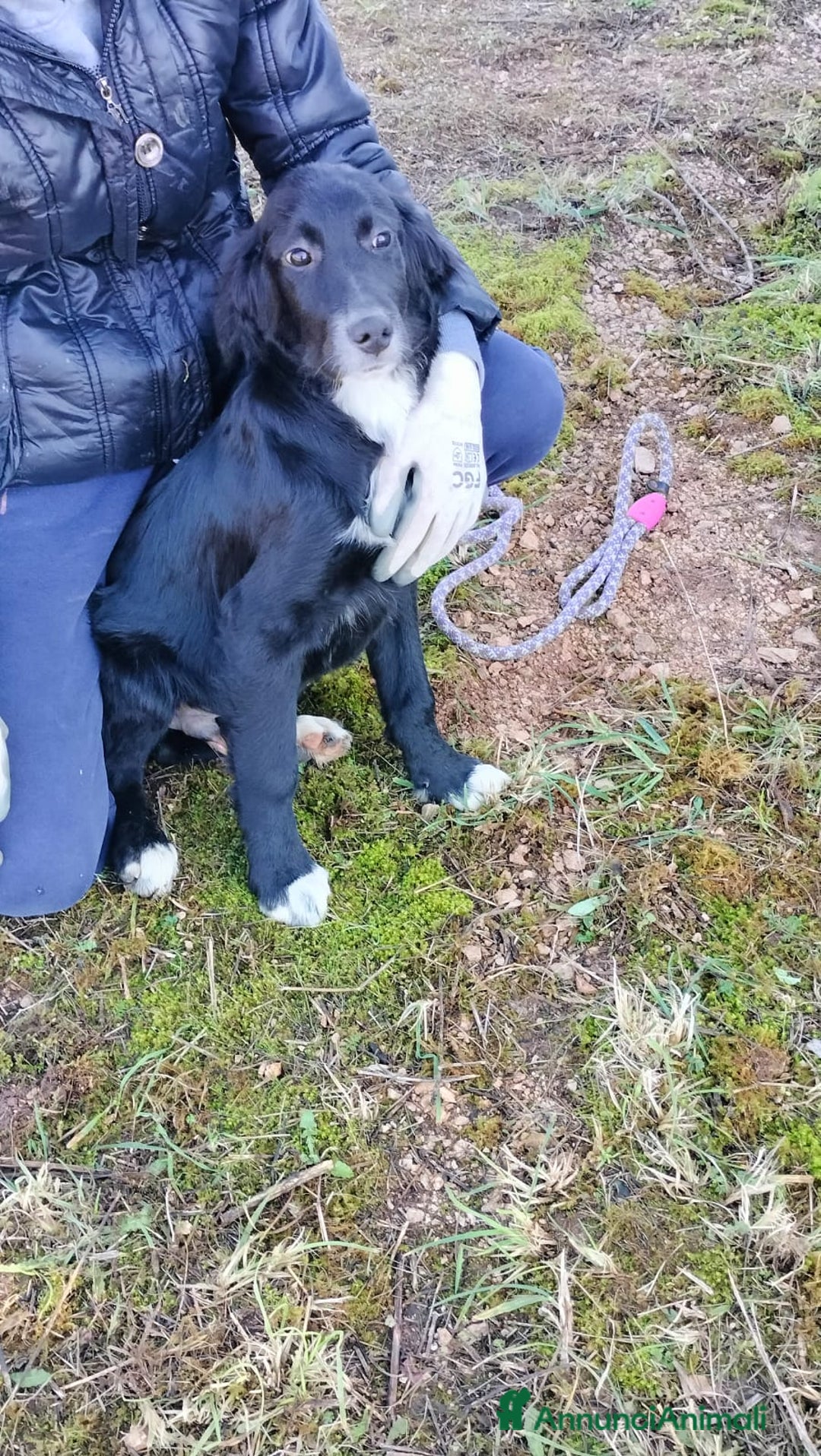 Meticcio cani in regalo: GHALI - Annuncio 9