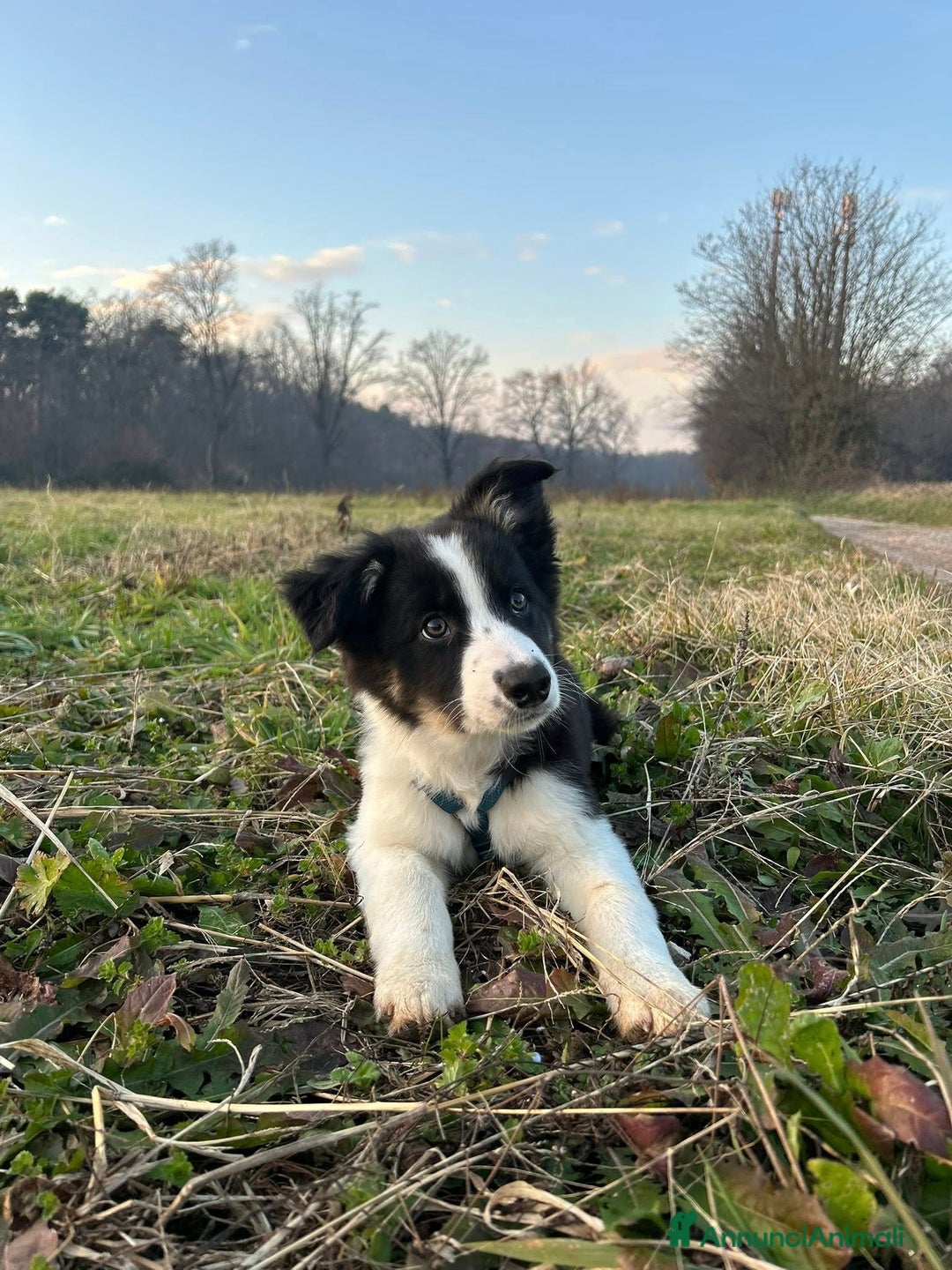 Border Collie cani in vendita: Cucciolo di Border Collie - Annuncio 3