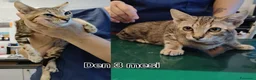Altre razze gatti in regalo: SERVONO ADOZIONI X SALVARLI  a Provincia di Modena - Annuncio 2