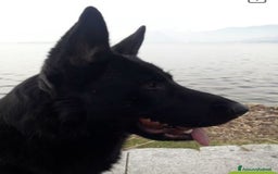 Pastore Tedesco cani in vendita: Cuccioli Pastore tedesco a Provincia di Varese - Immagine 4