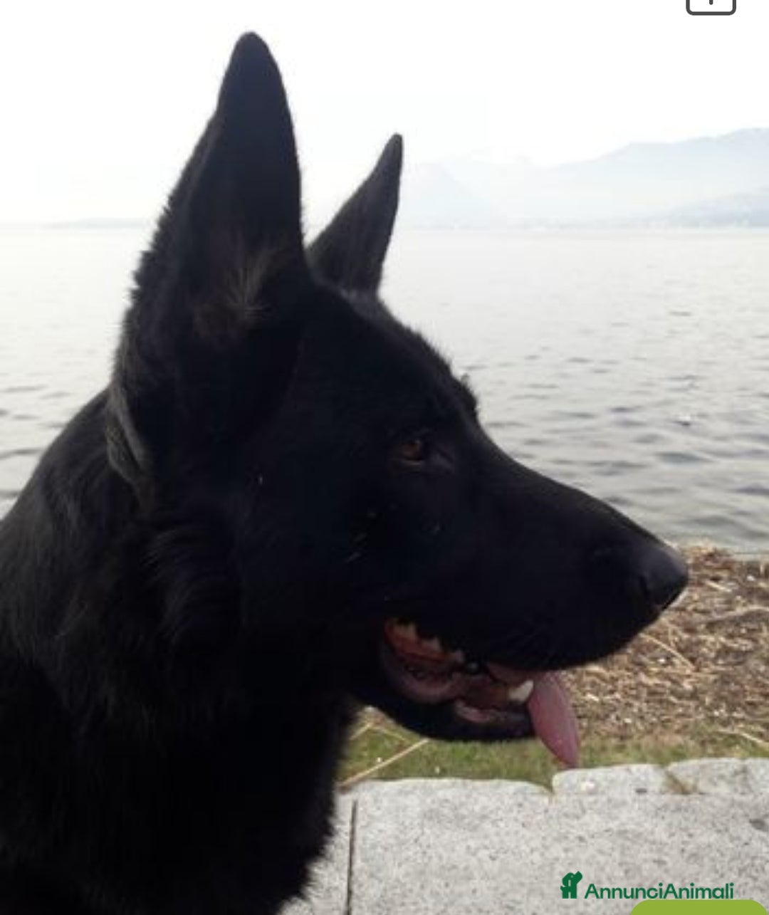Pastore Tedesco cani in vendita: Cuccioli Pastore tedesco a Provincia di Varese - Immagine 4