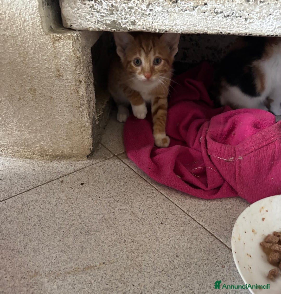 Europeo gatti in regalo: Gattini nati in casa - Annuncio 4