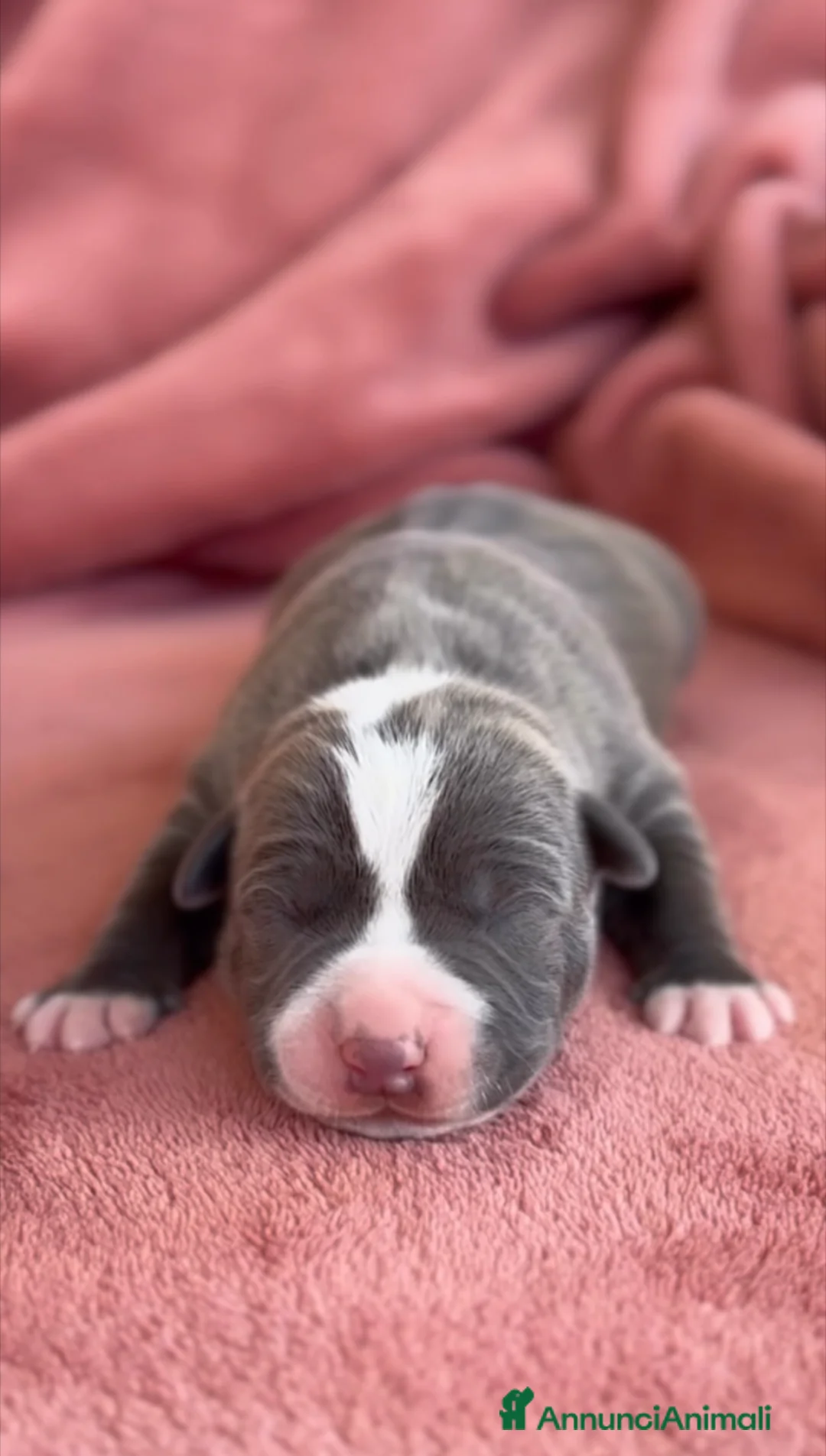 American Staffordshire cani in vendita: Amstaff cuccioli blu - Annuncio 2