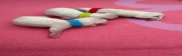 Maltese cani in vendita: Cuccioli di Maltese con Pedigree ENCI  - Annuncio 11