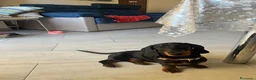 Bassotto cani per accoppiamento: Bassotto con pedigree per monta - Annuncio 5