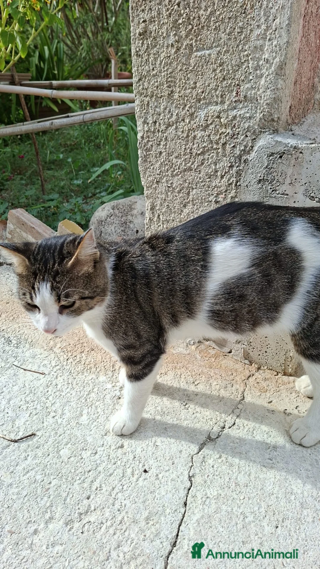 Altre razze gatti in regalo: FILIPPO CERCA CASA 🏡 a Provincia di Macerata - Annuncio 2