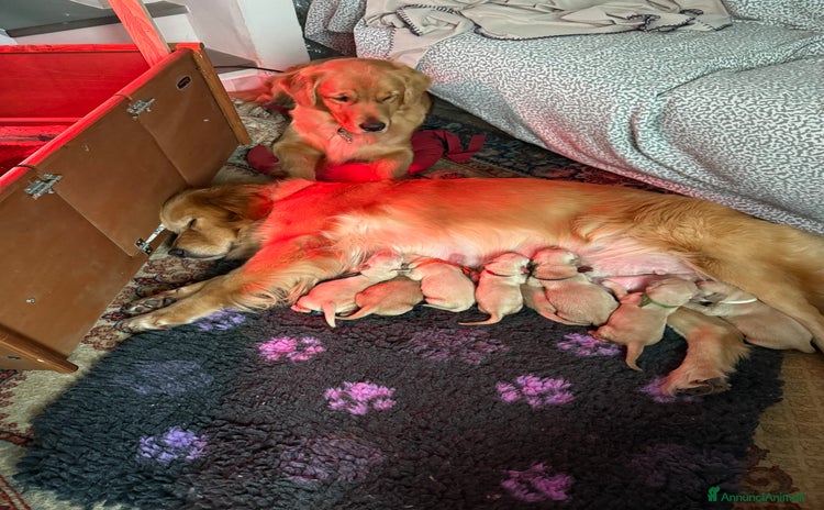 Golden Retriever cani Golden Retriver americano  - Annuncio 6