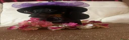 Bassotto cani in vendita: Cucciolo bassotto kaninchen/nano - Annuncio 28