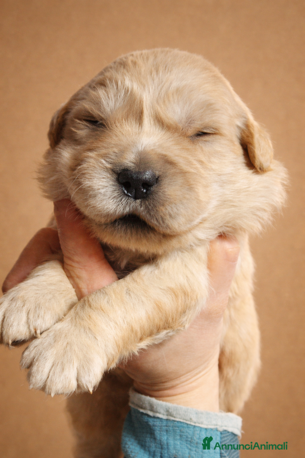 Golden Retriever cani Golden americani 100% - Annuncio 1