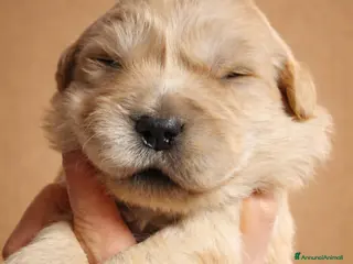 Golden Retriever cani Golden americani 100% - Annuncio 3