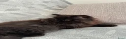 Scottish gatti in vendita: Gattine Scottish longhair  - Annuncio 4