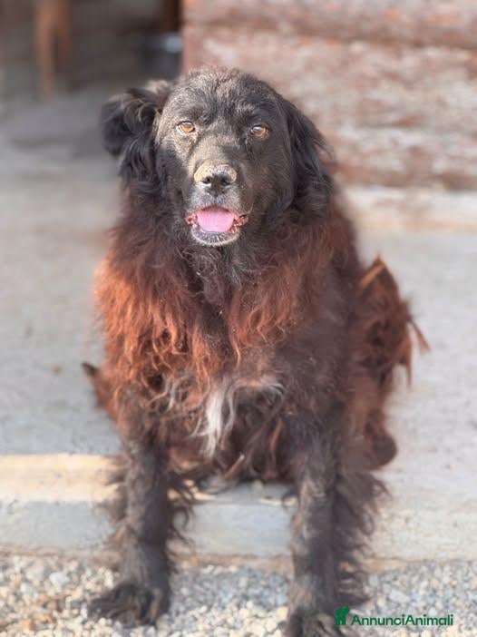 Meticcio cani Ricky - Annuncio 7