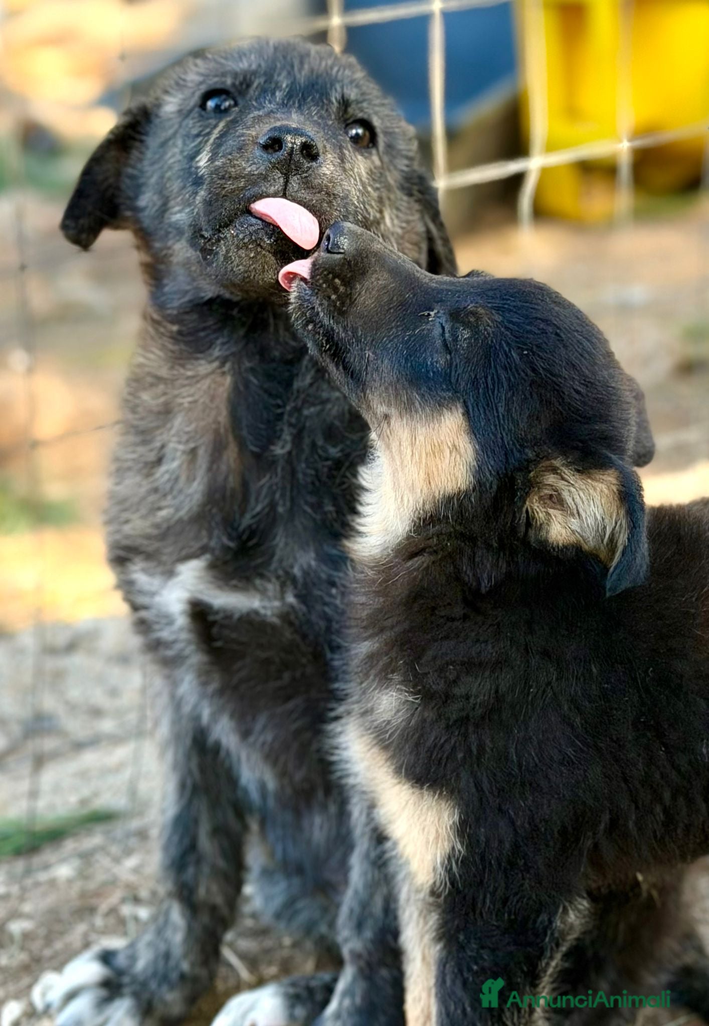 Meticcio cani Meticcio cerca casa  a Provincia di Padova - Annuncio 1