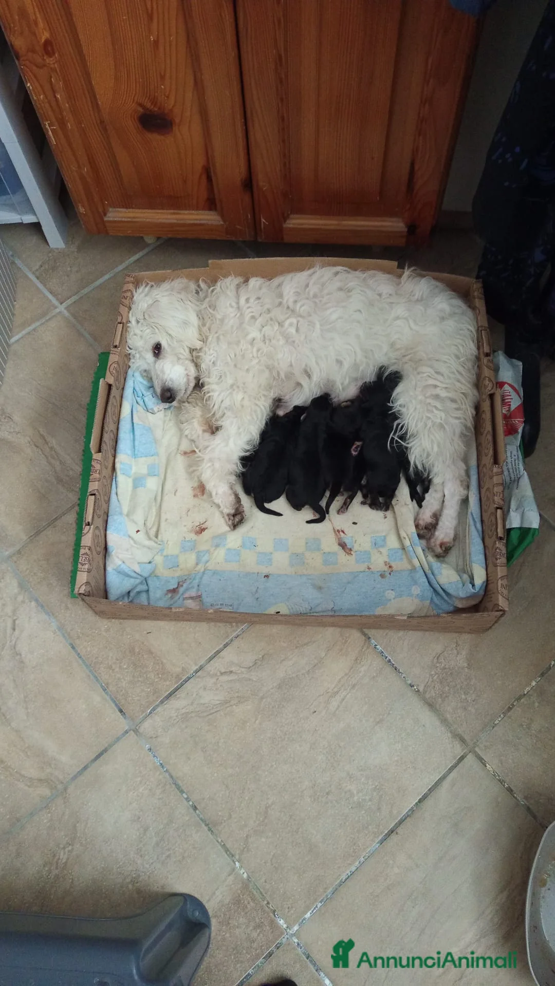 Meticcio cani in vendita: Cuccioli meticci taglia piccola. - Annuncio 4