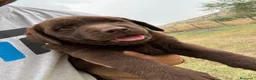Labrador cani in vendita: Cucciola di Labrador Choco  - Annuncio 2