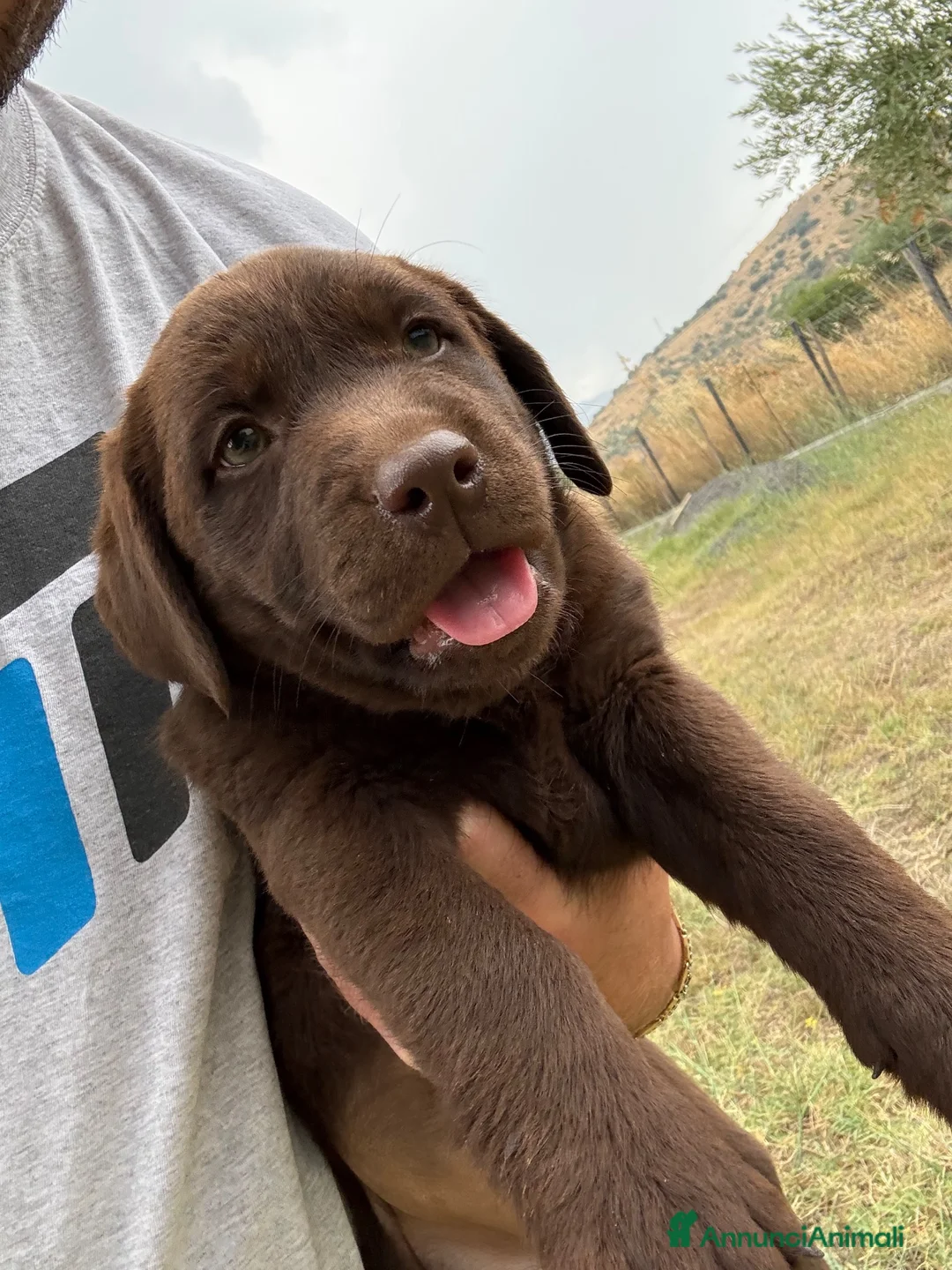 Labrador cani in vendita: Cucciola di Labrador Choco  - Annuncio 2