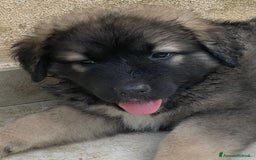 Pastore del Caucaso cani in vendita: Cuccioli pastori del Caucaso a Provincia di Savona - Immagine 2