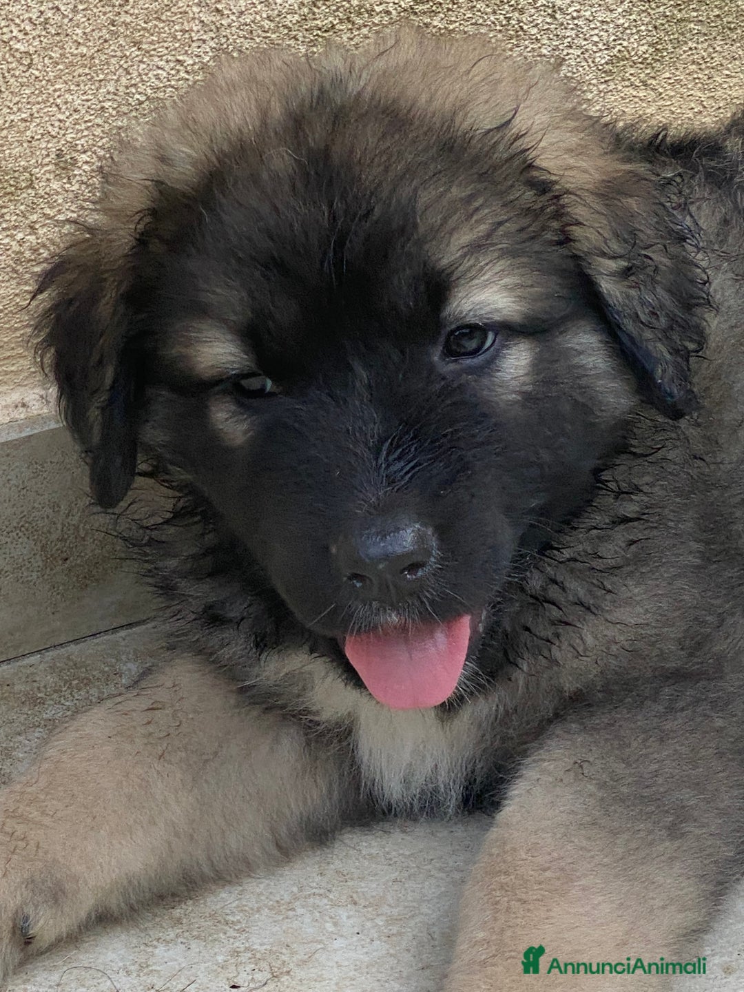 Pastore del Caucaso cani in vendita: Cuccioli pastori del Caucaso a Provincia di Savona - Immagine 2