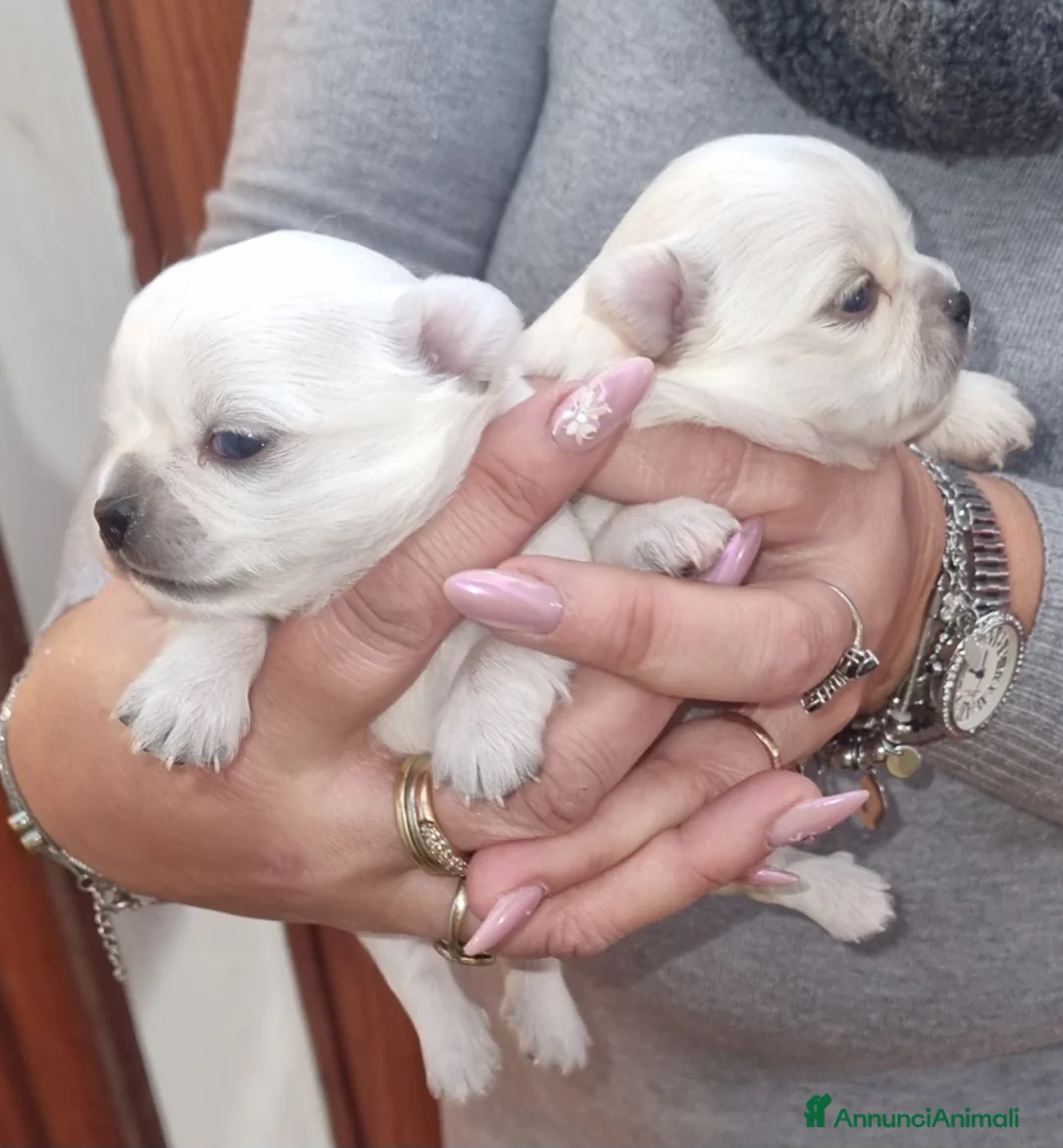 Chihuahua cani in vendita: Cuccioli di chihuahua toy  - Annuncio 3