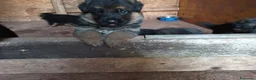 Pastore Tedesco cani in vendita: Cuccioli di Pastore Tedesco - Annuncio 4