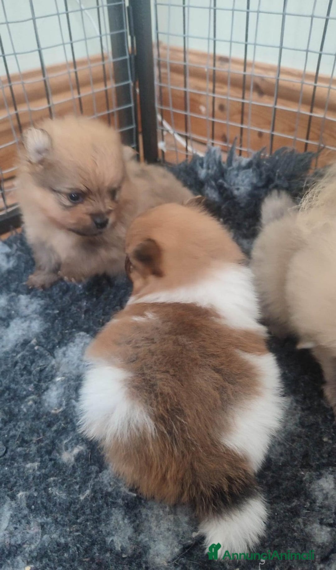 Volpino Pomerania cani in vendita: Cuccioli di Pomerania - Annuncio 14