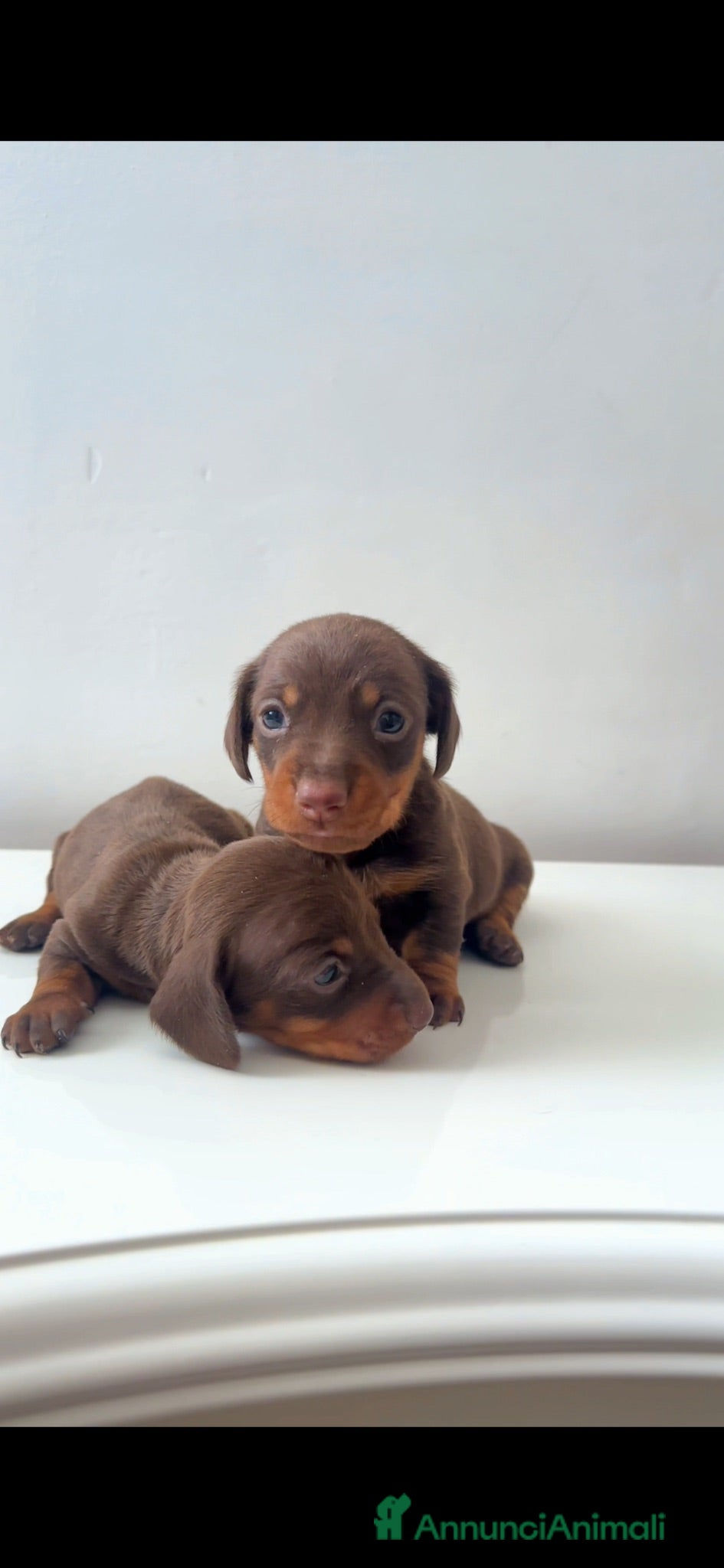 Bassotto cani Cuccioli cioccolati disponibili  - Annuncio 1