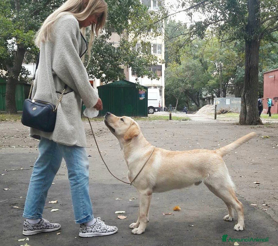 Labrador cani Per la monta, stupendo Labrador maschio - Annuncio 2