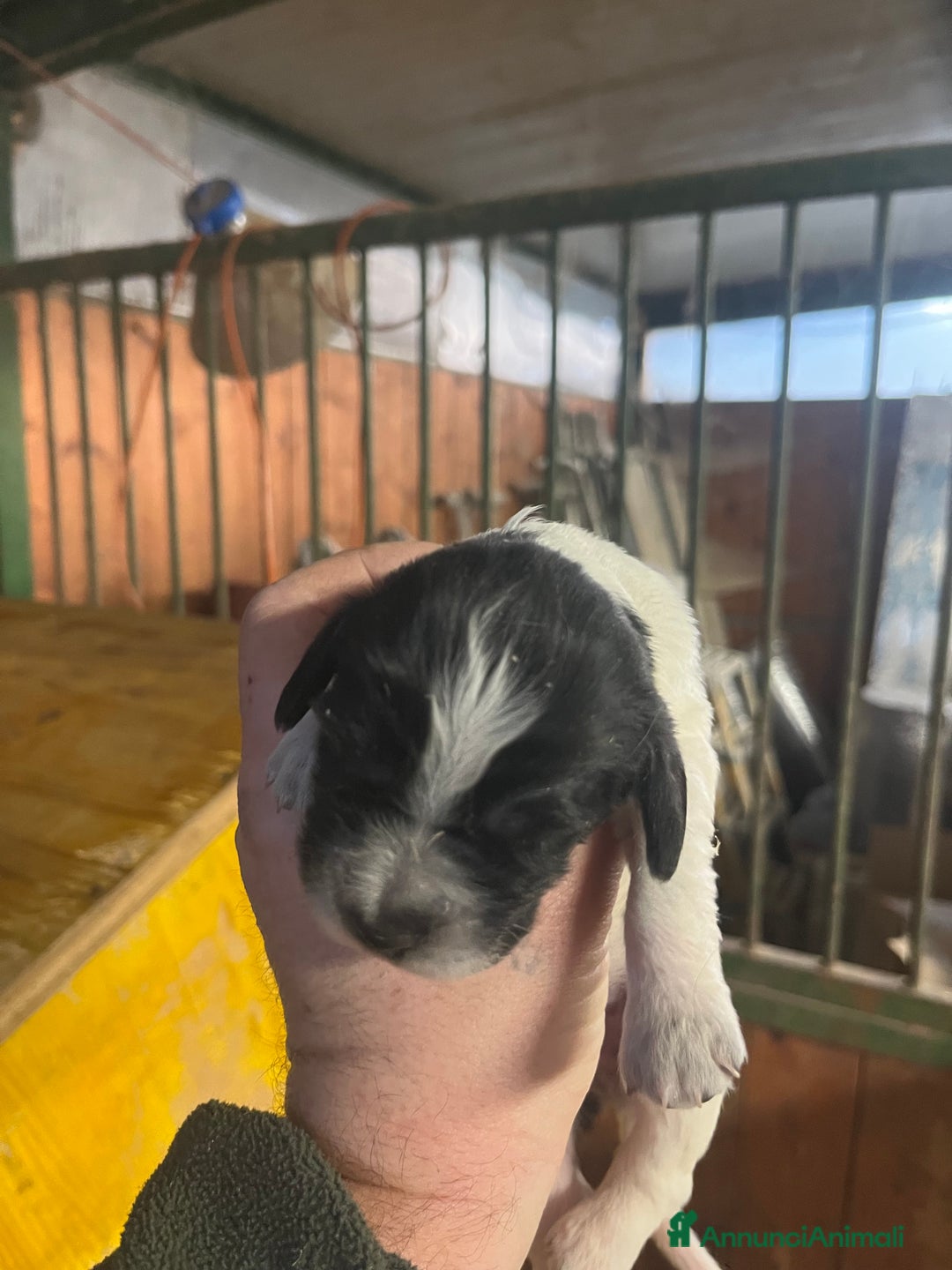 Setter Inglese cani in vendita: Cuccioli setter inglese  - Annuncio 9