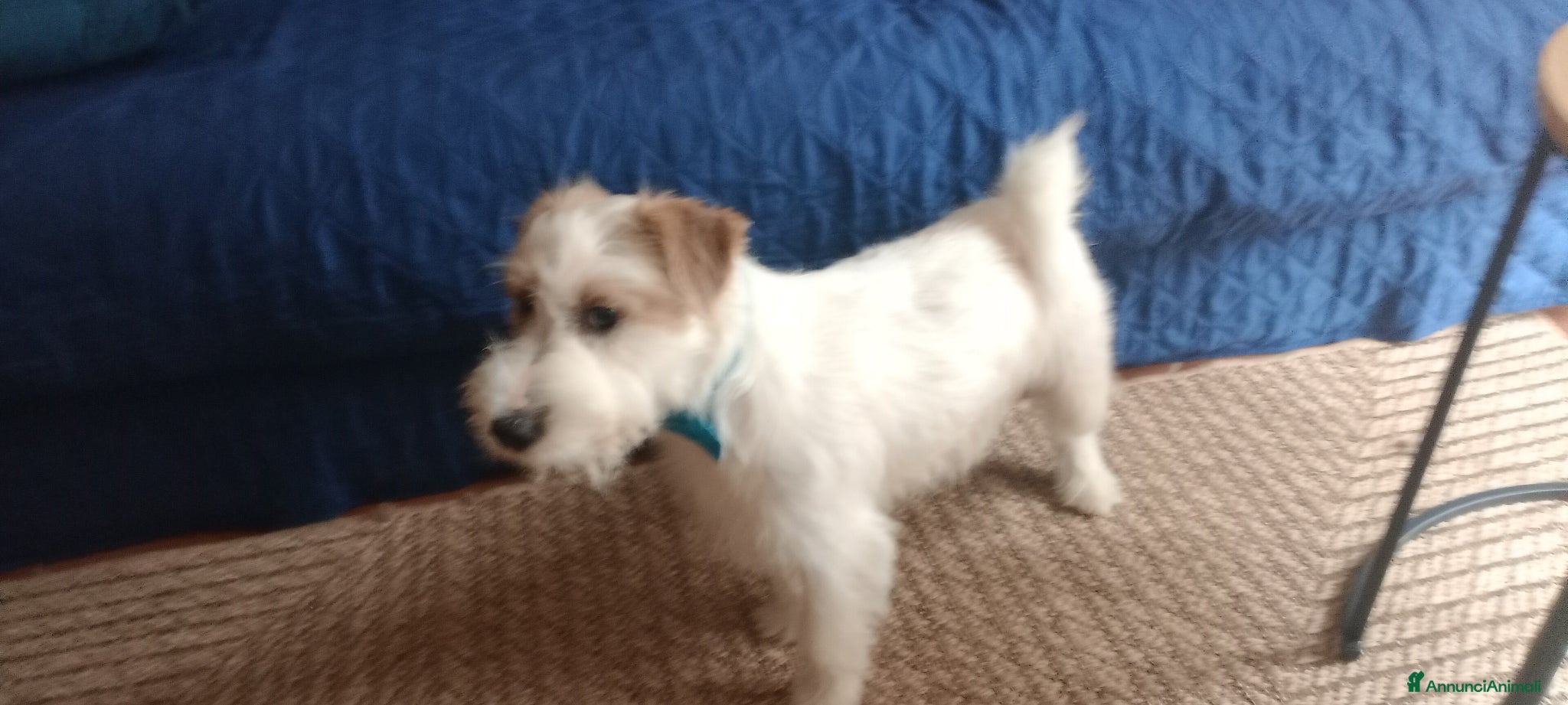 Jack Russell cani Cerco fidanzata - Annuncio 1