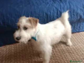 Jack Russell cani Cerco fidanzata - Annuncio 1