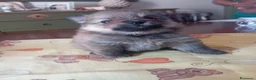 Volpino Pomerania cani in vendita: Cuccioli di Pomerania  a Provincia di Taranto - Annuncio 4
