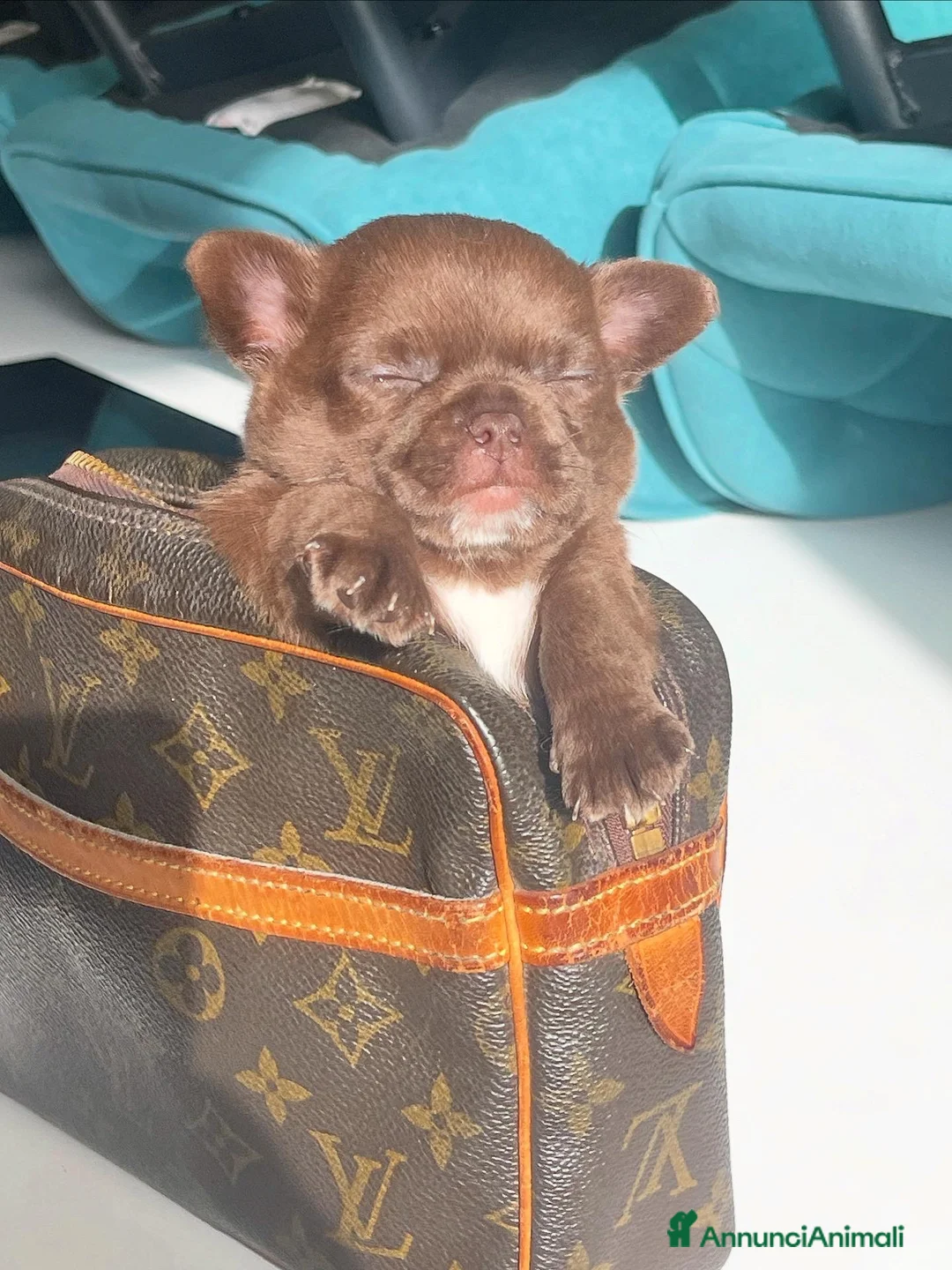 Chihuahua cani in vendita: Chihuahua pelo corto e pelo lungo  - Annuncio 2